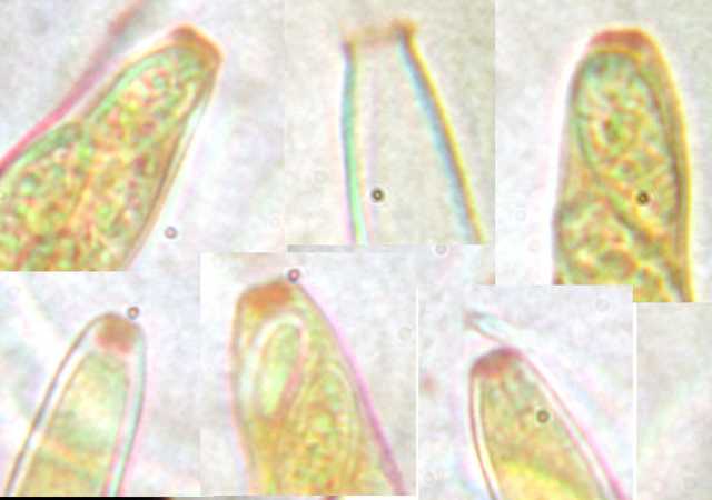 macrostoma