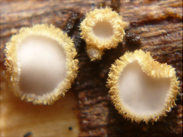 macrostoma