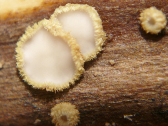 macrostoma