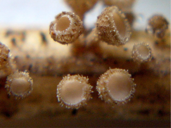 macrostoma
