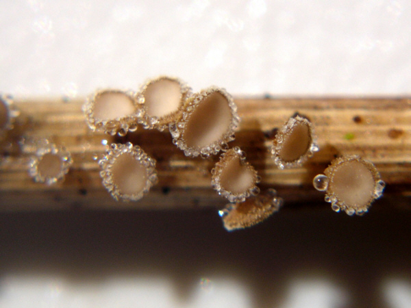 macrostoma
