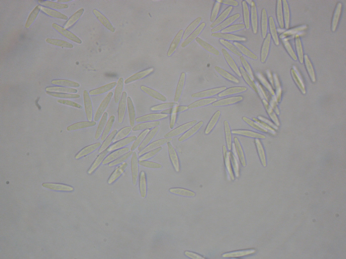 macrostoma