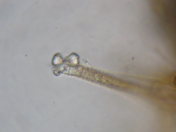 macrostoma