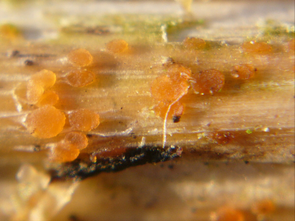 macrostoma