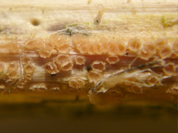 macrostoma