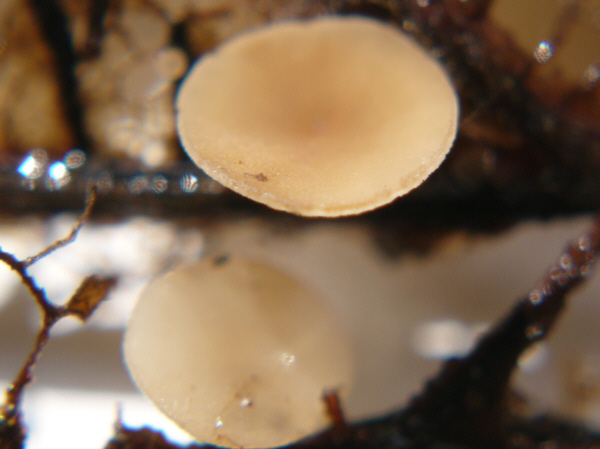 macrostoma