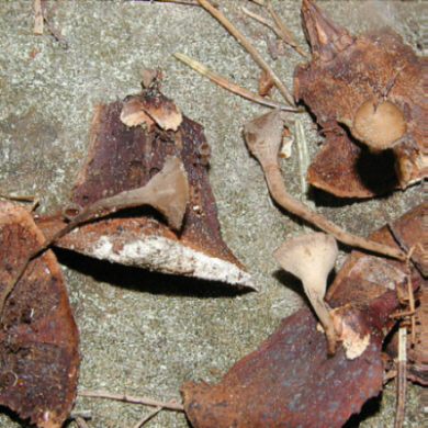 macrostoma