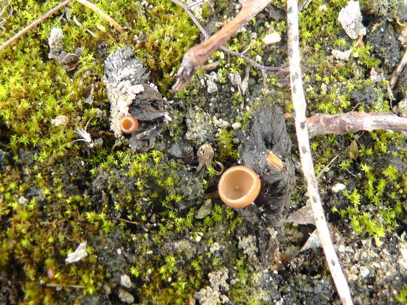 macrostoma