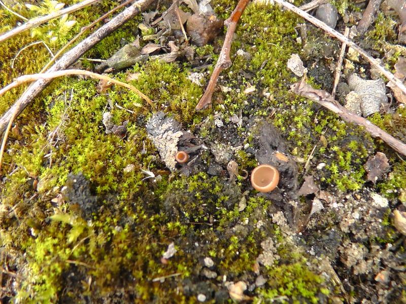 macrostoma