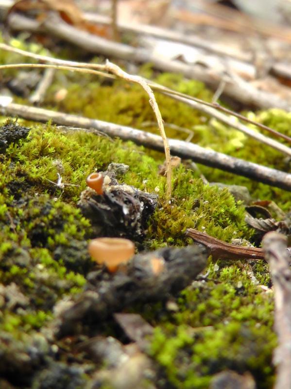 macrostoma