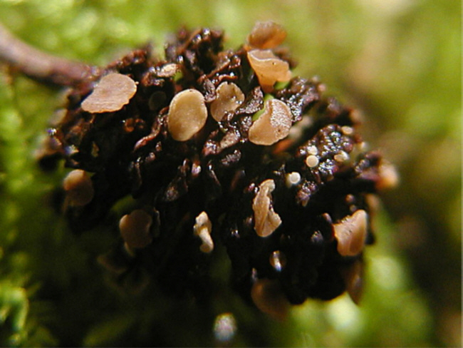 macrostoma