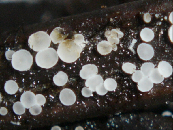 macrostoma
