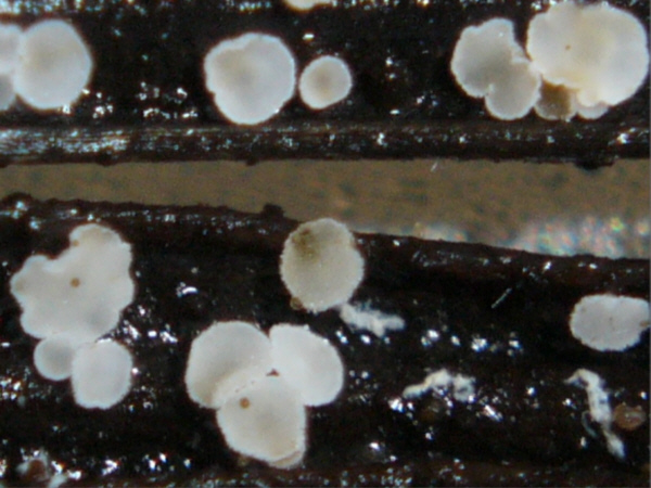 macrostoma