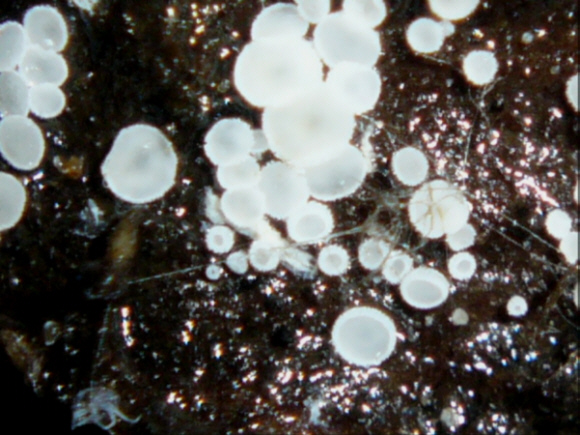 macrostoma