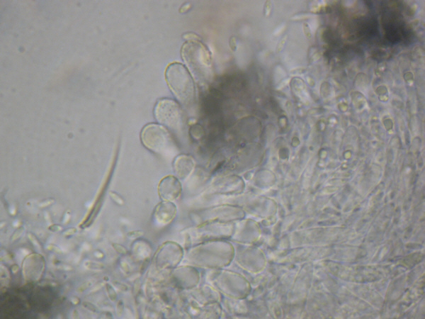 macrostoma