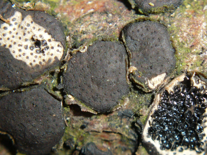 macrostoma