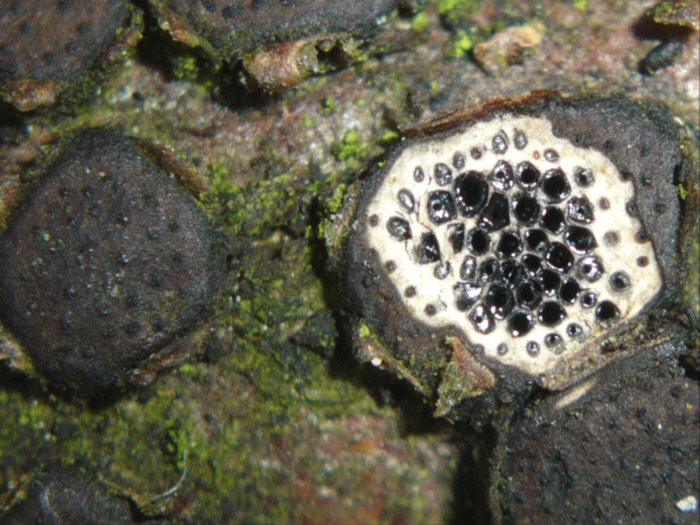 macrostoma