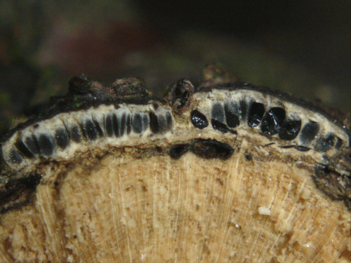 macrostoma