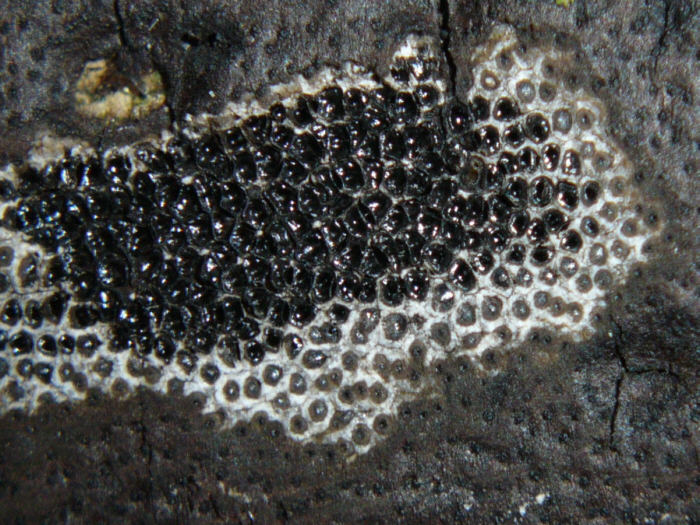 macrostoma