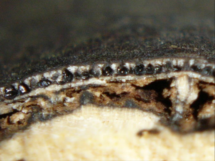 macrostoma