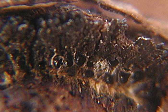 macrostoma