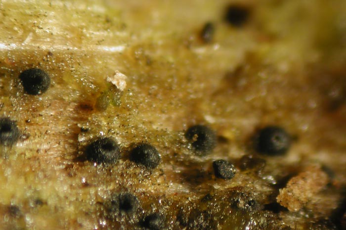 macrostoma