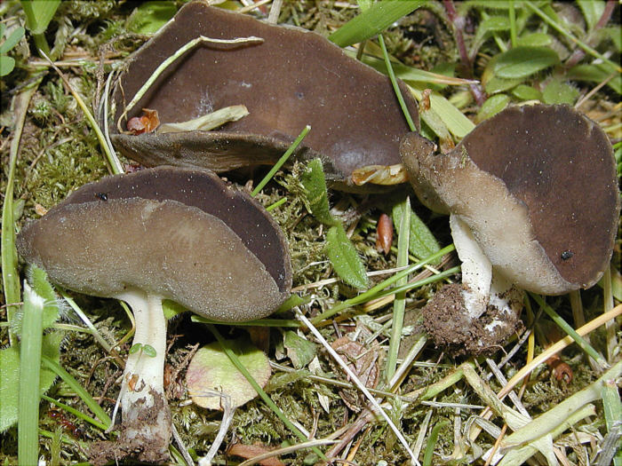 macrostoma