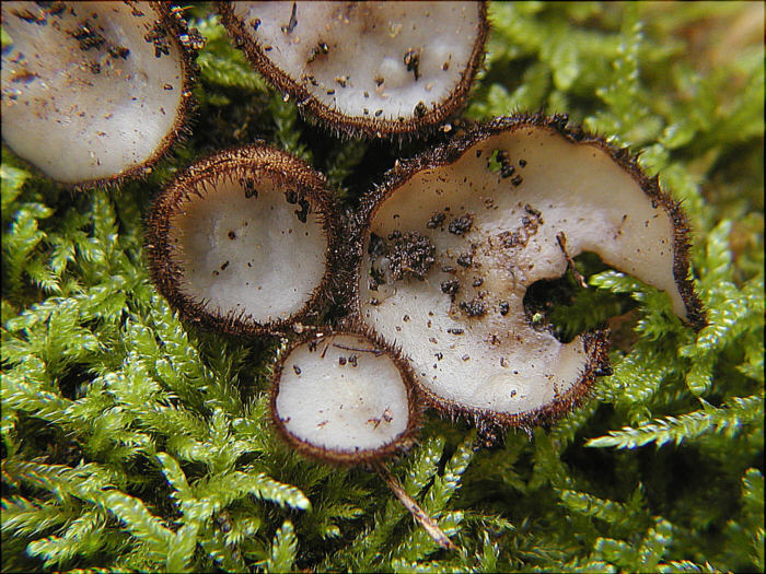 macrostoma
