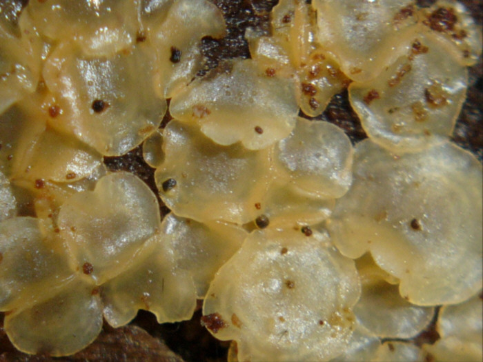 macrostoma