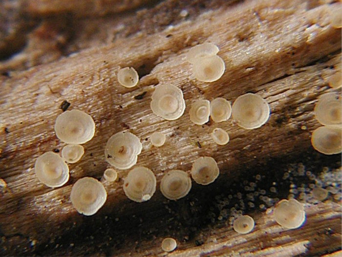 macrostoma