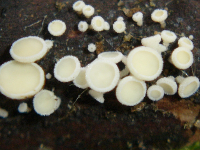 macrostoma