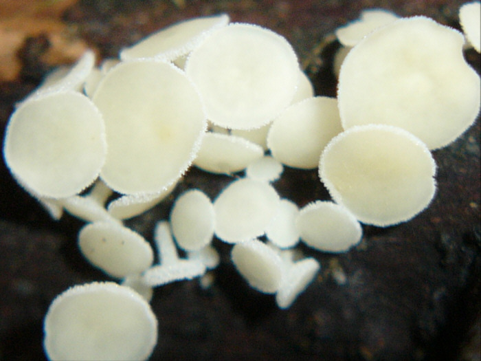 macrostoma