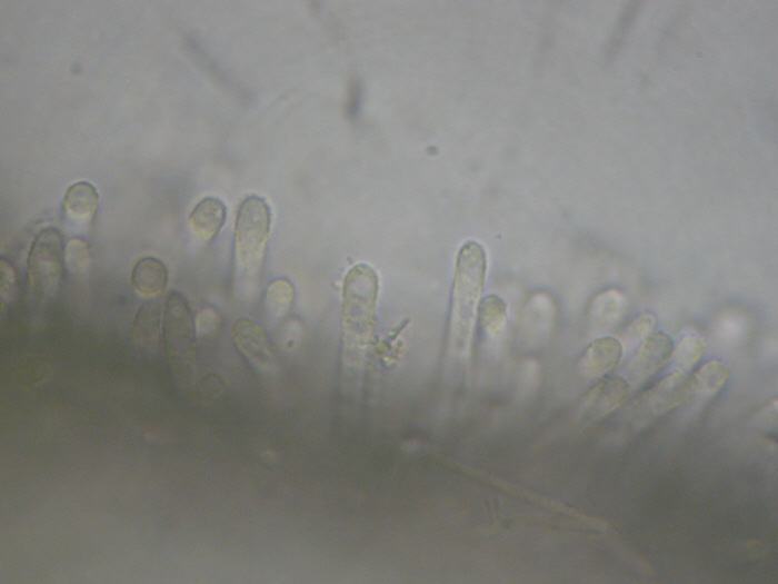 macrostoma