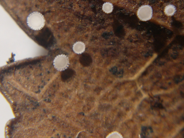 macrostoma