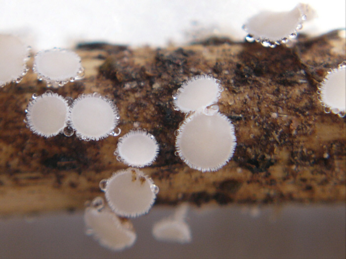 macrostoma