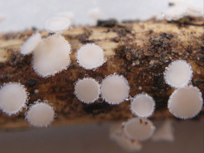 macrostoma