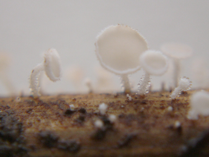 macrostoma