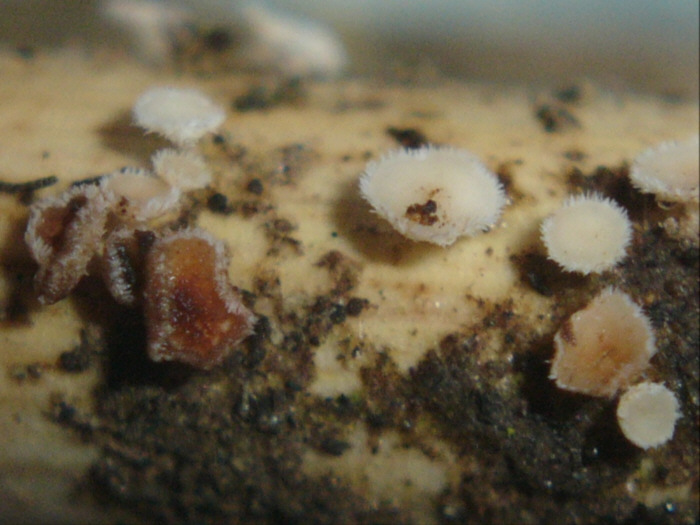 macrostoma