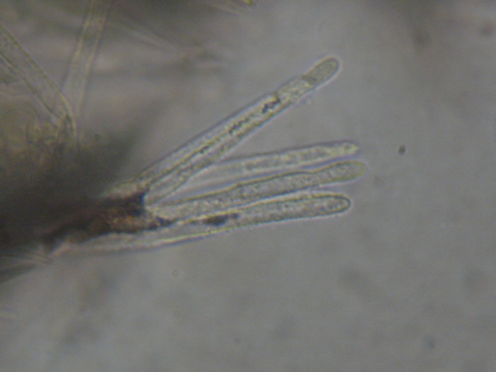 macrostoma