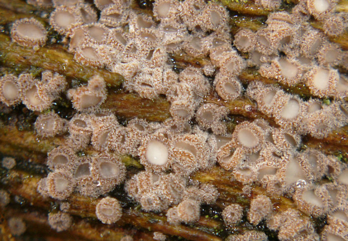 macrostoma