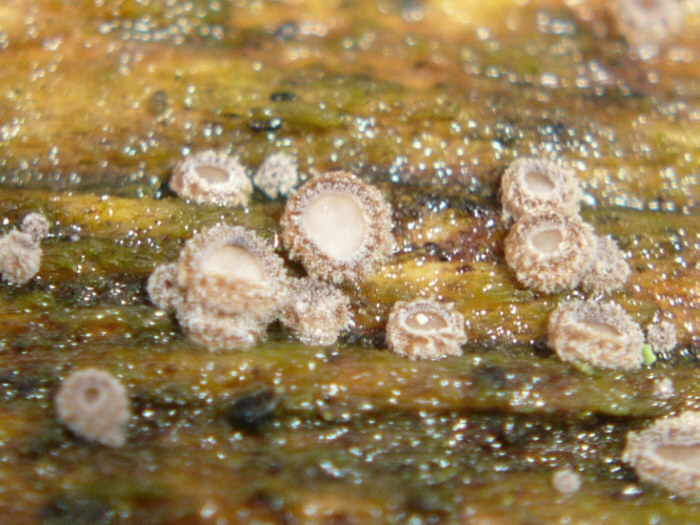 macrostoma