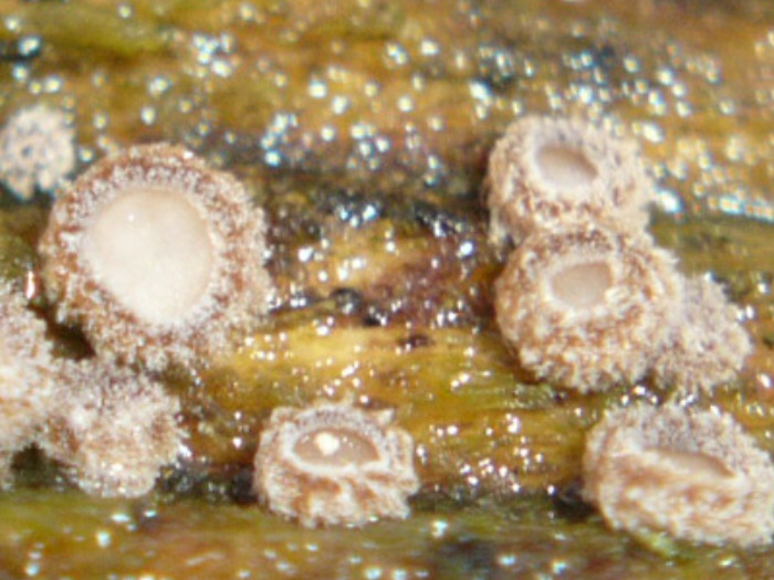 macrostoma