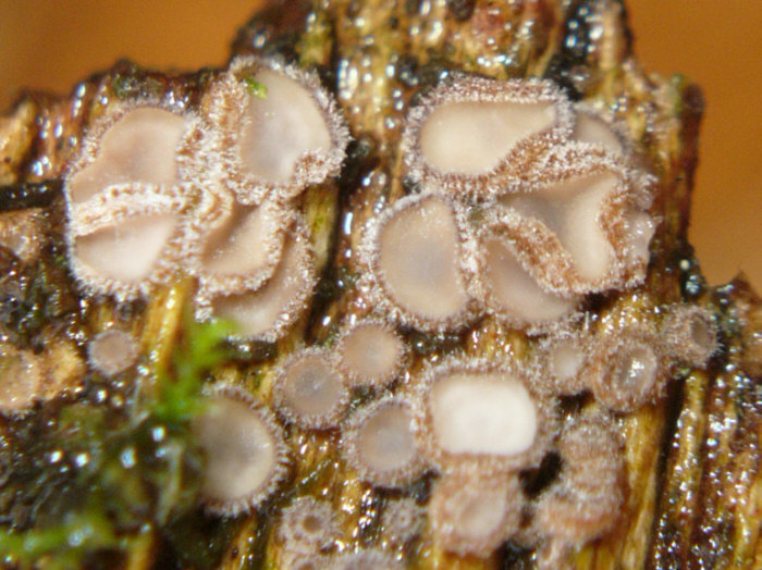 macrostoma