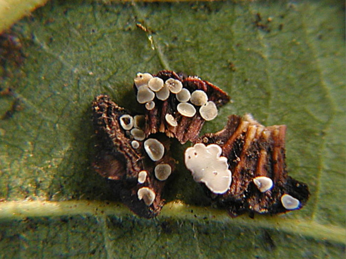 macrostoma