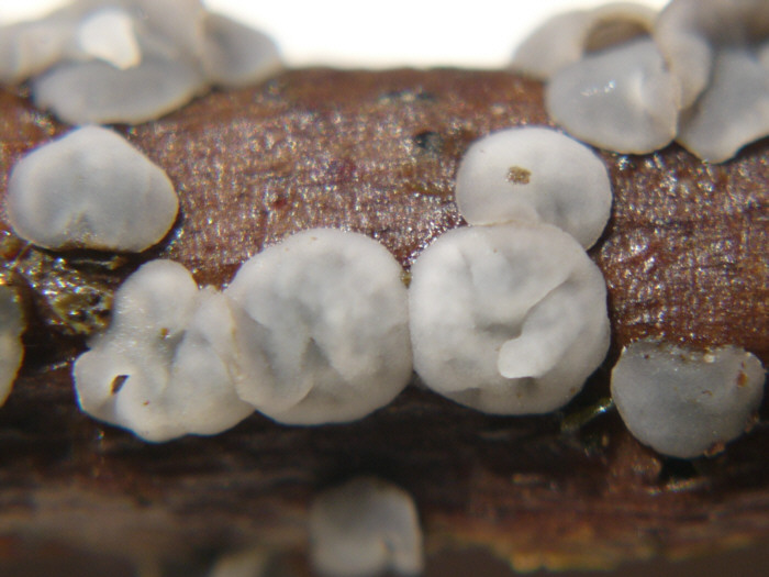 macrostoma