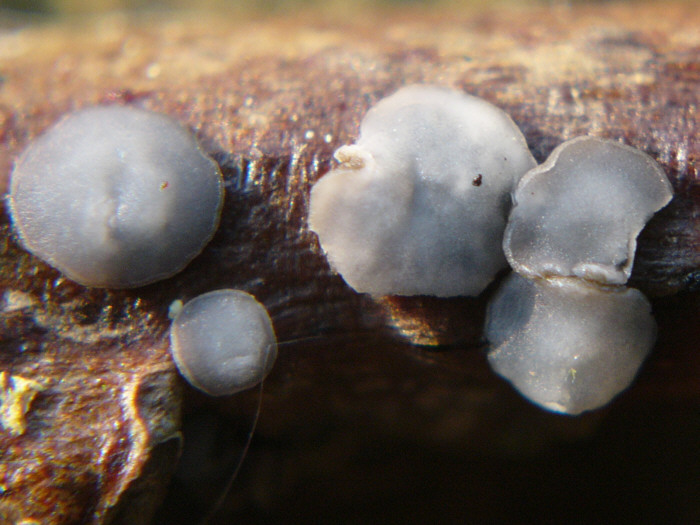 macrostoma