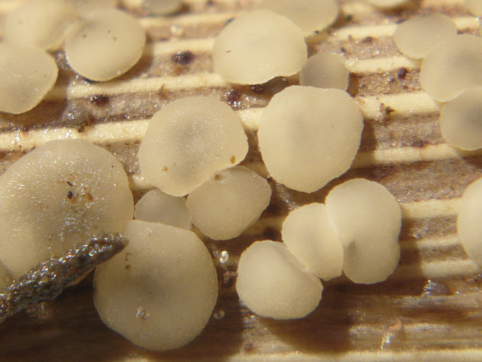 macrostoma