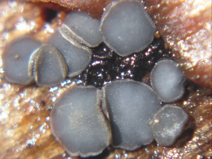 macrostoma