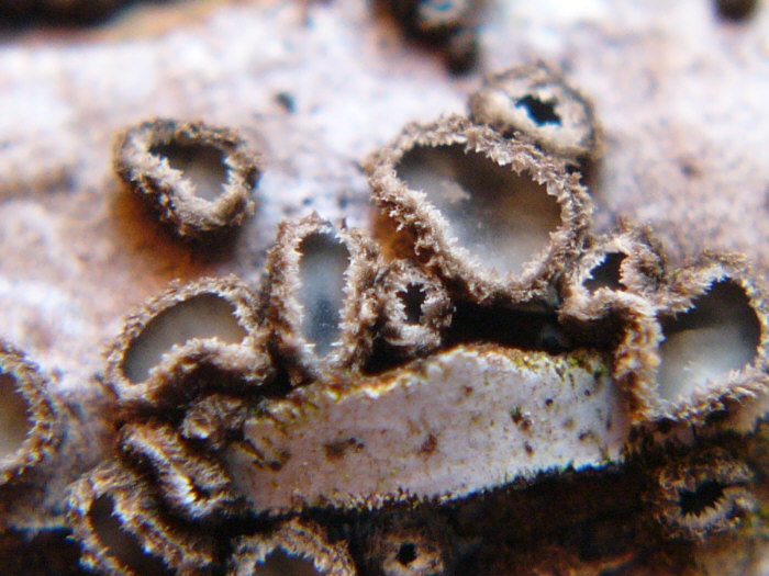 macrostoma