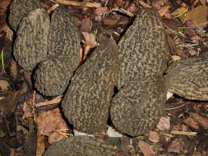 macrostoma